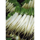 RZODKIEW JAPOŃSKA OMNY 50G