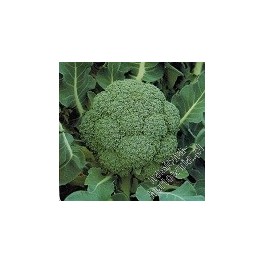 BROKUŁ AQUILES 2500 NASION