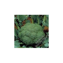 BROKUŁ CHRONOS 2500 NASION
