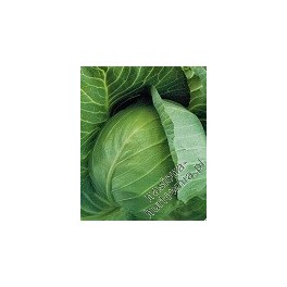 KAPUSTA BIAŁA GREEN BOY 2500 NASION